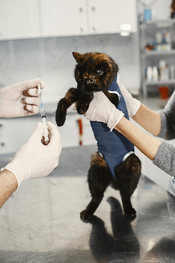 tortoiseshell cat, vaccination, veterinary clinic, little cat, vaccine, veterinary care, pet health, animal care, clinic visit, cat health, syringe