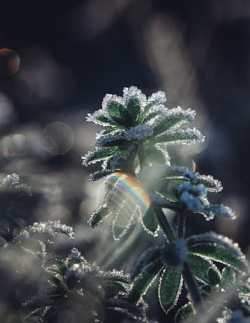 plants, frost, snow, winter, garden, nature, grün, bokeh, wald, plant, makro