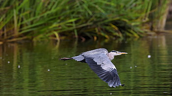 アオサギ、 鳥、 ヘロン、 飛んでいるアオサギ、 種、 動物相、 鳥類学、 鳥類、 野生動物、 水鳥、 自然