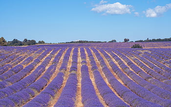 lavender, beautiful Flowers, lavender Field, lavender Flowers, nature, flower Wallpaper, lavender Cultivation, landscape, purple, summer, south France
