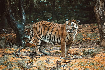 bengálský tygr, divoký les, majestátní povahy, Tiger Habitat, stojící tygr, lesní divoká zvěř, tygr v lese, fotografování divoké zvěře, přirozené prostředí, tygří pruhy, divoká zvířata