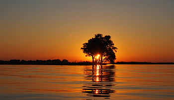 sunset, calm water, tree silhouette, tranquil lake, peaceful scene, tree reflection, horizon, orange sky, natural landscape, serene environment, evening light