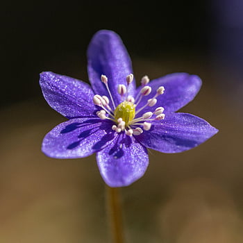 violet Flower, flower, plant, common Hepatica, flower Background, petals, bloom, blossom, nature, wildlife, hepatica