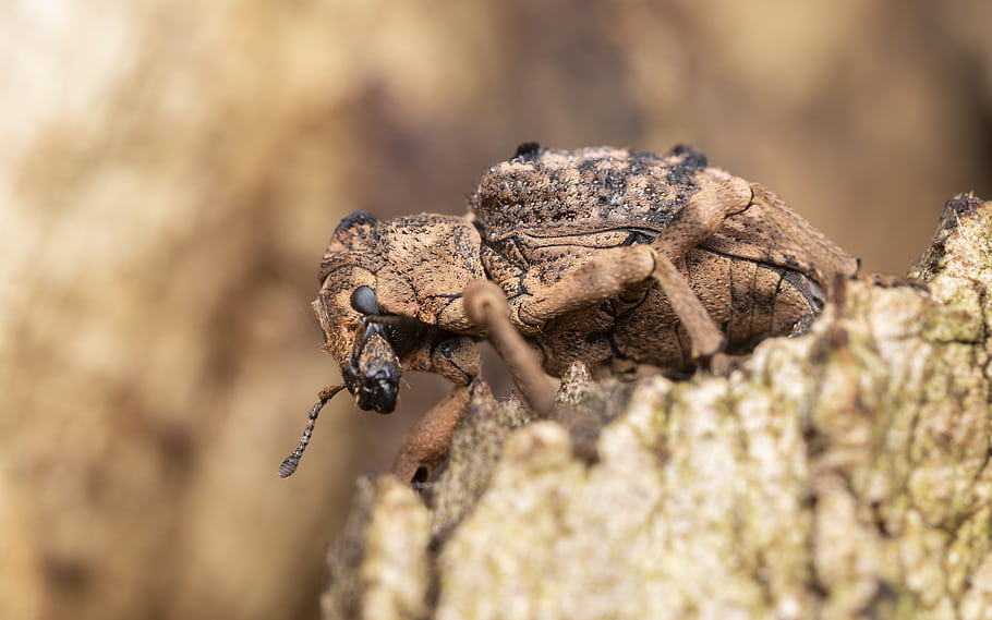 Aades cultratus, Curculionidae, Weevil, South Australia, Wildlife Photography, Brown Texture, Insect, Macro, Coleoptera, Laowa