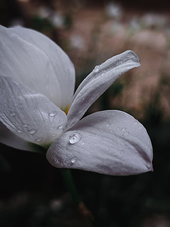 flores, vida, naturaleza, linda, colores, blanco