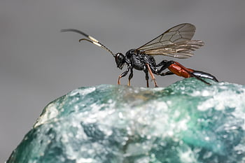 ichneumon osa, mouchy, pozadí, izolovaný, létat, hmyz, vystříhnout, šedé pozadí, studio, kámen, Skála