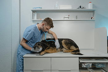 vet, sick rough collie, veterinarian, stethoscope, dog examination, clinic, scrubs, animal health, pet care, veterinary clinic, medical check-up