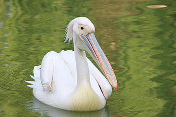 pelikán, pták, jezero, zobák, vodní pták, zvíře, volně žijících živočichů, fauna, rybník, Příroda, živočišného světa