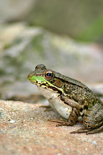 la grenouille, grenouille verte, amphibie, la nature, faune, animal, la vie de l'étang