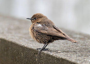uccello, becco, piume, ornitologia, specie, fauna, aviaria, animale, natura, birdwatching, chat indiana
