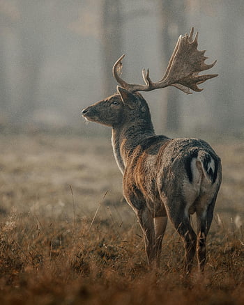 Jelen, divoký jelen, travnaté hřiště, stromy, mlhavé louce, Majestátní parohy, klidná příroda, klidný jelen, fotografování divoké zvěře, přírodní scéna, venkovní fotografie
