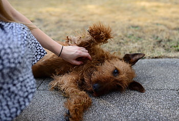 chien, animal de compagnie, terrier irlandais, la nature, canin, animal, mensonge, fourrure, museau, accident vasculaire cérébral, mammifère