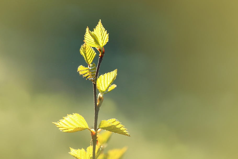 birch Leaves, foliage, leaves, sprouts, growth, spring, nature
