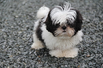 dog, nature, puppy, shih Tzu, outdoors, pet, canine, animal, terrier