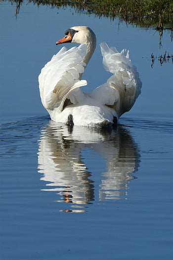 swan, feathers, plumage, white Swan, bird, ave, avian, ornithology, bird Watching, waterfowl, animal