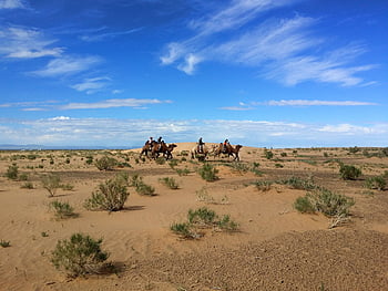 Mongolia, deserto del govi, cammello, duna di sabbia, cielo blu