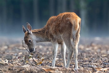Jelen, volně žijících živočichů, Příroda, divoké zvíře, divočina, zvíře, jelen portrét, divoký, les