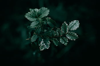 nach dem Regen, dunkel, dunkler Hintergrund, dunkelgrüne Blätter, dunkle Fotografie, Tröpfchen, Wassertropfen, Tropfen, Regentropfen, düster, grüne Blätter