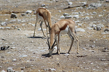 spring, dyr, dyreliv, antilope, pattedyr, villmark, vill, natur, etosha nasjonalpark, Etosha, namibia