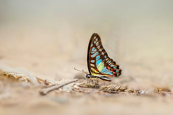 motyl, owad, Skrzydlaty owad, skrzydła motyla, fauna, Natura, ścieśniać, makro, zwierzę, dzikiej przyrody, dżungla