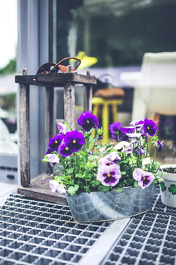 pansies, purple flowers, white flowers, metal pot, rustic lantern, vibrant flowers, charming pot, outdoor setting, garden decor, floral arrangement, rustic background