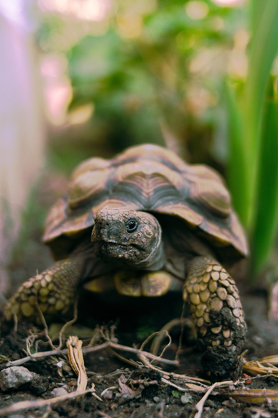 želva, plaz, zvíře, Želva Chaco, Argentinská želva, Patagonská želva, Southern Wood Tortoise, fauna, Příroda
