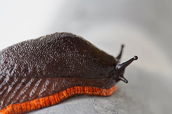 hlemýžď, slimák, hmyz, molluscum, sledování, shell, zahrada, Příroda, viskóza, zpomalit