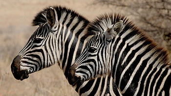 zebra, zebra putih dan hitam, Habitat Afrika, bersebelahan, habitat alami, fotografi satwa liar, garis -garis binatang, Hewan sabana, pola zebra, Adegan satwa liar, satwa liar afrika