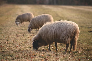 sheep, grazing, pasture, fall, sunlit, serene, three sheep, eating grass, rural scene, farm animals, autumn landscape