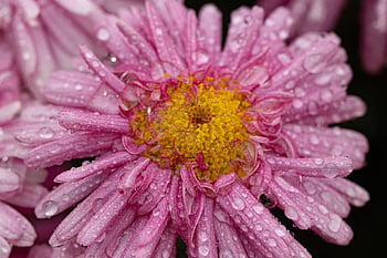 flower, marguerite, nature, boston Daisy, cobbitty Daisy, daisy, rose Flower, rose, water Drops, water, rain