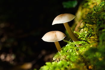 champignons, planten, paddestoel, mycologie, Bos, mos, wild, natuur, detailopname