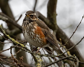 redwing, bird, branch, fieldfare, migratory Bird, thrush, animal, perched, tree, plumage, beak