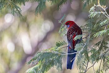 crimson Rosella, parrot, bird, animal, wildlife, platycercus Elegans, ornithology, birdwatching, avian, nature, forest