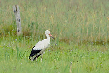 stork, nature, white Stork, bird, wildlife, animal, avian, wader, large Bird, long-legged Bird, long-necked Bird
