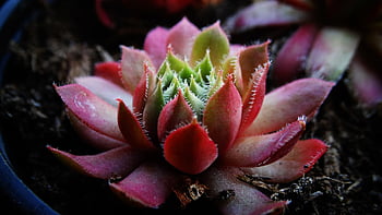 succulento, Semprevivo, serra di lamiera spessa, avvicinamento, giardino di pietra