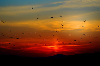 flock of birds, flying birds, mountain sunset, sunset sky, birds in flight, mountain silhouette, orange sky, nature scene, wildlife photography, evening birds, sunset landscape