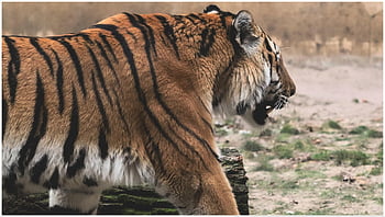 tiger, big Cat, predator, dangerous, cat, amurtiger, siberian, wild, roar, carnivores, wildcat