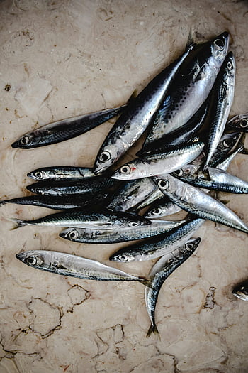 pesce d'argento, sardine fresche, trama di marmo, Amanti dei frutti di mare, foto ravvicinata, sardine sul marmo, pesce fresco, Sarde in primo piano, sfondo di marmo, fotografia di frutti di mare, texture sardina