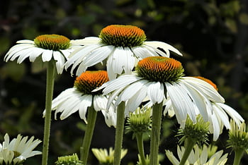 Echinacea viola, pianta, fiore, insetto, carta da parati floreale, bellissimi fiori, echinacea, giardino, flora, fioritura, petalo