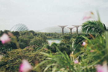 zahrady u zálivu, singapore, svěží zeleň, Ikonické struktury, živý pohled, marina bay sands, tropických rostlin, supertree háj, mrak lesa, květinová kopule, Singapurské atrakce