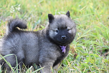 puppy, young Dog, dog, adorable, young Eurasier, animal, dog Breed, doggy, mammals, pet, adorable Puppy
