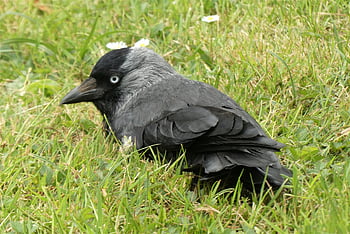 Tugga, fågel, djur-, kraaiachtige, den svarta fågeln, gräs, natur, flodstrand, avian, ornitologi
