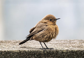 鳥、 インドのチャット、 鳥類学、 自然、 種、 動物相、 鳥類、 動物、 スズメ、 とまる、 小さい鳥