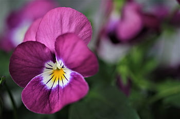 pansy, blossom, bloom, beautiful Flowers, purple, white, yellow, nature, flower Background, garden, spring