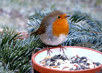 animal, bird, songbird, robin, nature, erithacus Rubecula, hunger, feed Plate, winter, frost, garden