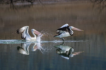 australian Pelican, pelican, bird, waterbird, wildlife, wild, nature, lake, water, river, bill