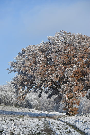 oak, coldsnap, minus Degrees, winter, hoarfrost, winter Sun, landscape, nature, snow