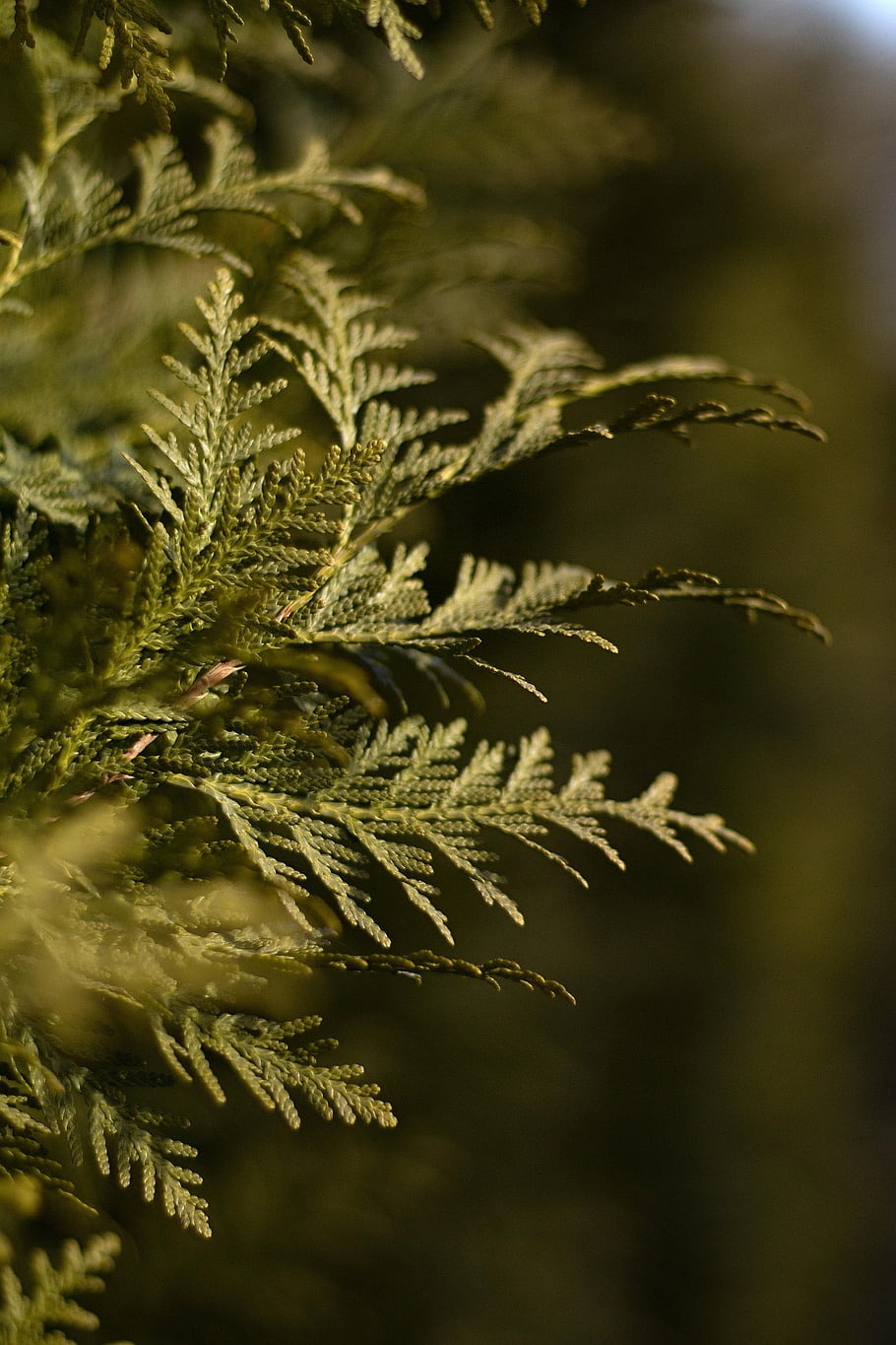 branches, plants, tuja, green, structure, evergreen, country, garden