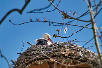 stork, white Stork, bird, bird Nest, animal, nest, spring, nature