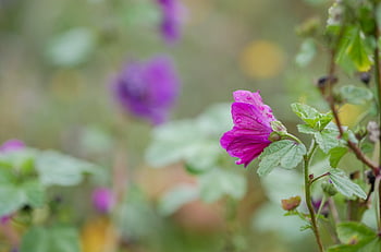 pluie, fleur, fermer, macro, les plantes, jardin, Frais, belle, gouttelettes, humide, Météo
